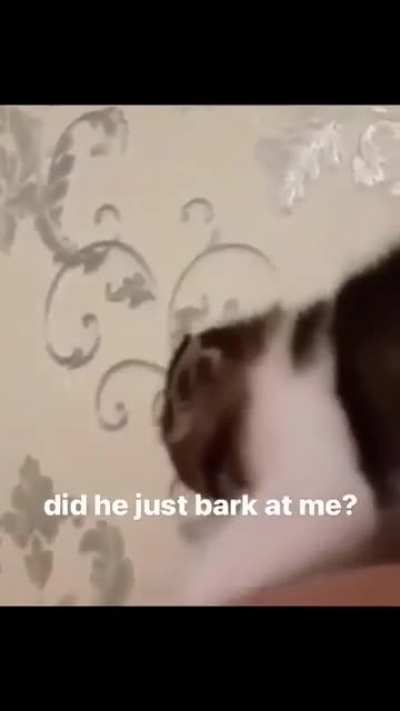 woof??? (stolen from xertunposting discord)