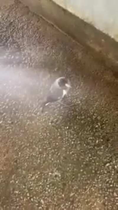 You know it’s hot when the magpies need watering...