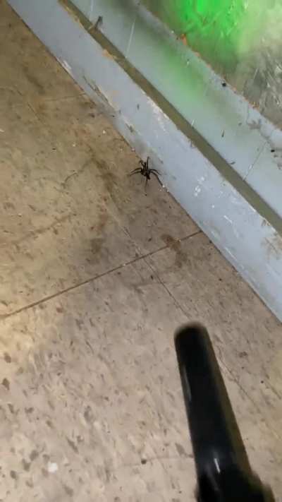 Blursed_Spider
