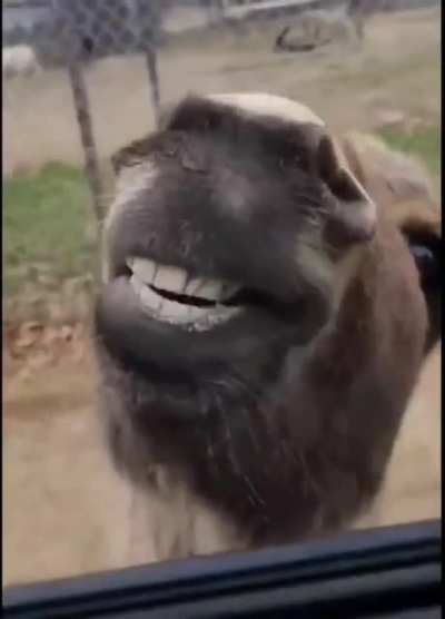 Unexpected Donké