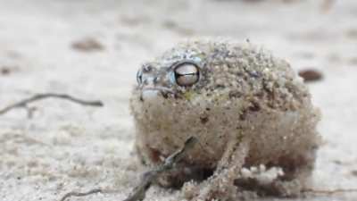 The ferocious war cry of the desert rain frog.