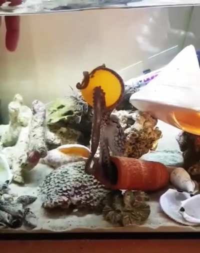 dis mine