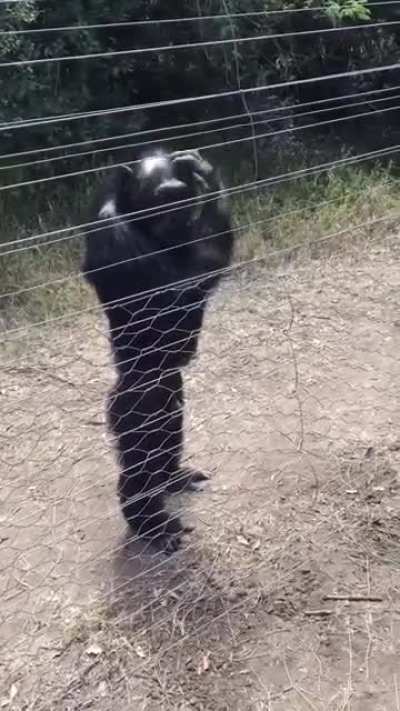 Monke haha