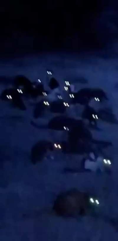 Cats at night