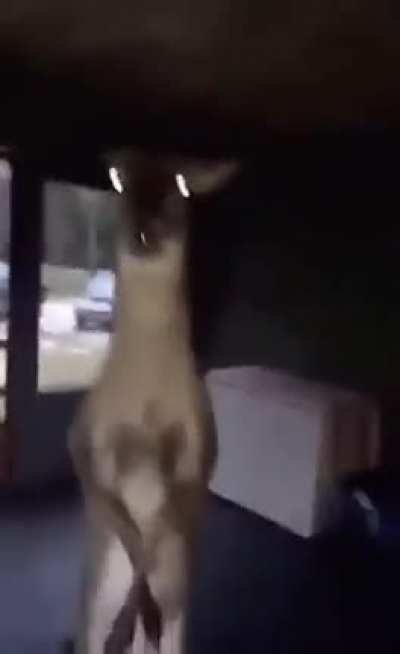 This dear stole his nut i belive
