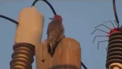Berd explodes waow