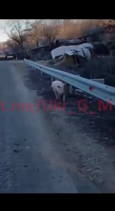 LazerPig? that you?