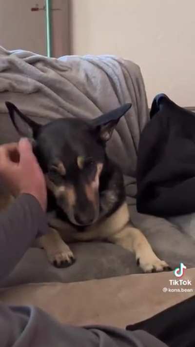“I didn’t say you can stop petting me”