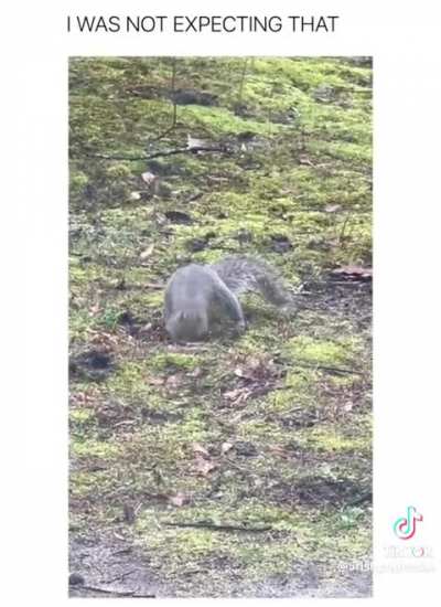 🐿️
