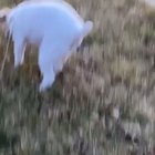 Cursed Leash
