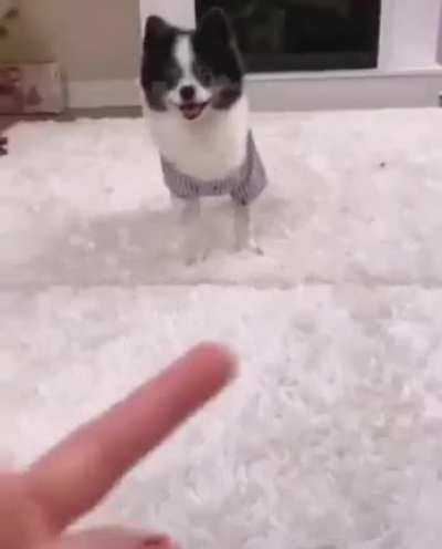 Ah, that's where my nose goes
