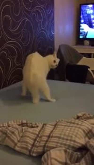 Esse gato é lokão