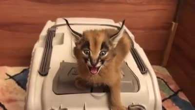 Caracals meow in full auto mode.