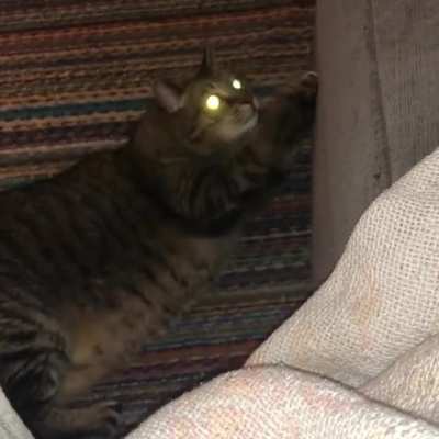 Tiger, stop!