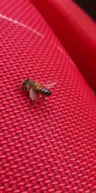 this bee's got talent 😳
