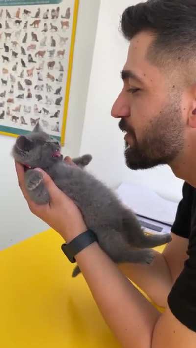 Kitten won't be intimidated by the vet (TikTok: danteveteriner)