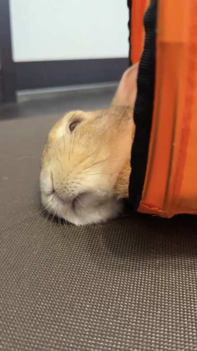sleeping mouf 😪