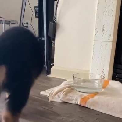 Good boi still hasn't quite figured out the whole 