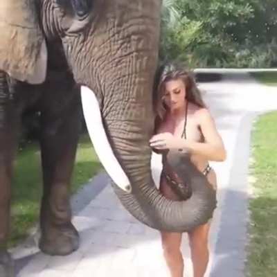 Two big titted animals