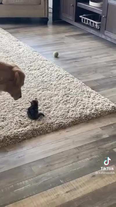 Saw this on TikTok & had to post how smol this kitten is!