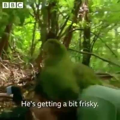 That’s one happy parrot