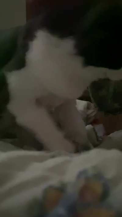 Who needs an alarm clock when you’ve got Chewbacca with the morning kneads?