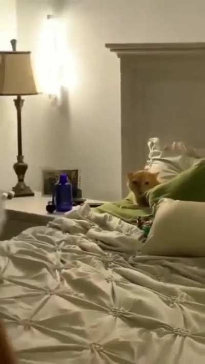 Cat fight