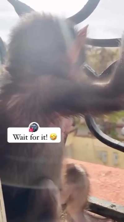 Silly monke