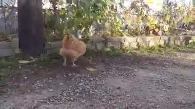 gotcha!