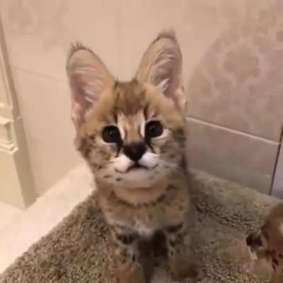 Smol Floppa