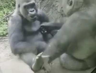 When another ape jacks your tits for you with some great DD