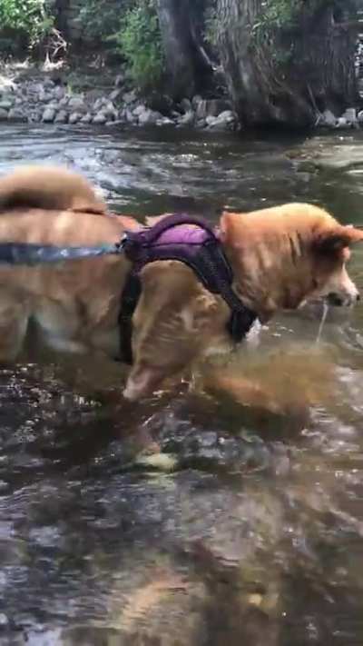 Trying to catch something—literally anything. Any other water shibes?