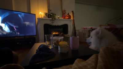 Does your samoyed watch tv?