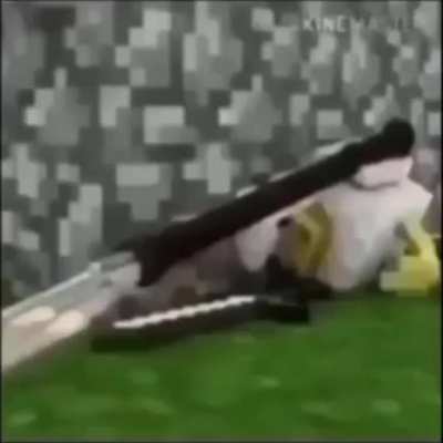 cock fight