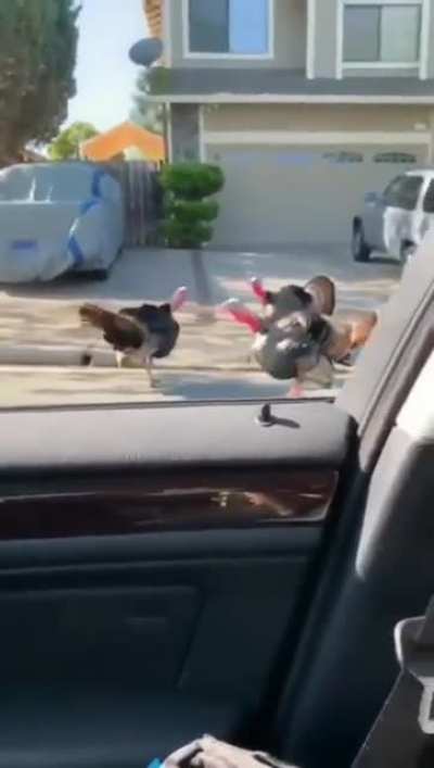 When you see wild turkey on the road...