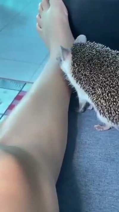 Hedgehog