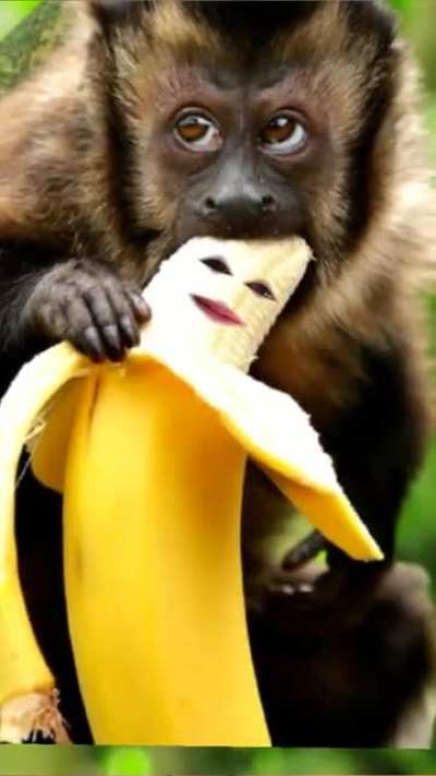 Monkeee