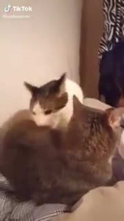 Cat Chomps on another cat.