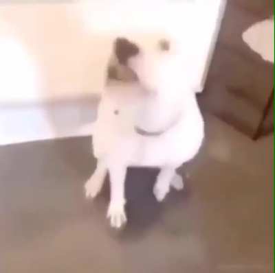 dog 👍🏻