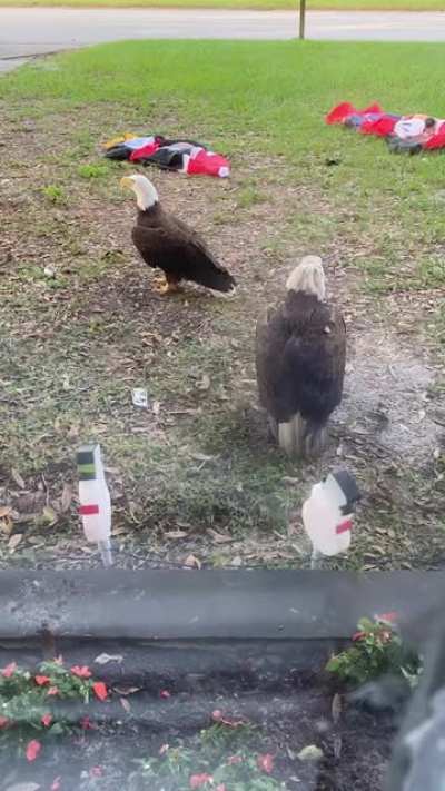 This literally just happened outside my window I missed the first part waiting for the camera to load.