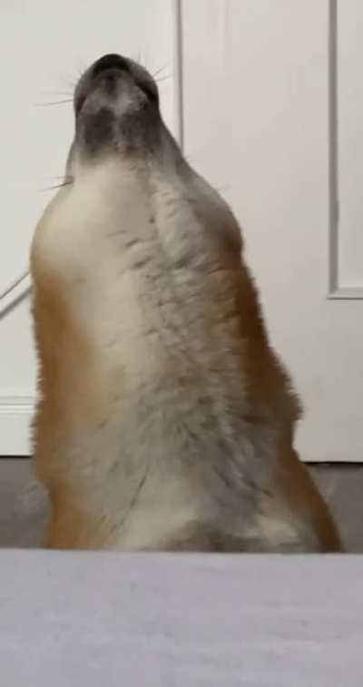 My Shiba 