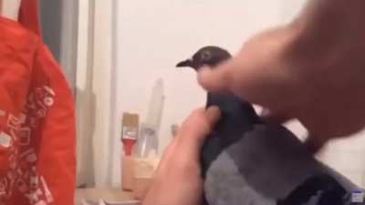 Pigeon Fricking Dies