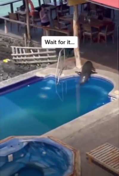 This seal had a hard day and deserves some comfort