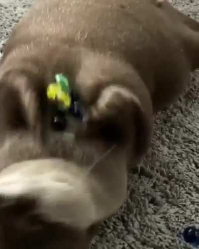Otter