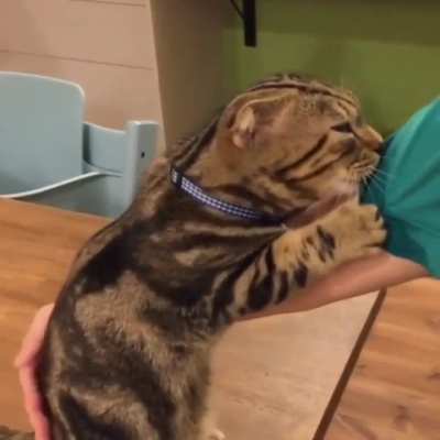 CatsStandingUp