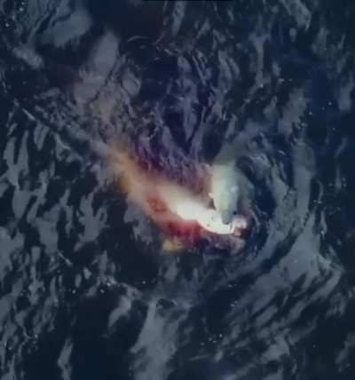 Polar Bears are the only land animal that regularly hunts Cetaceans. (Whales/Dolphins)