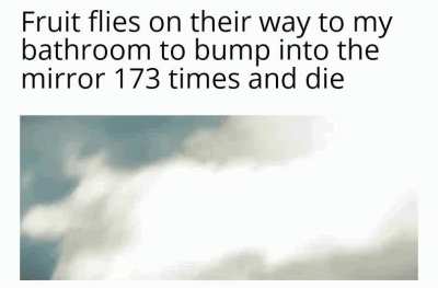 No fruit there tard fly