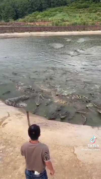 Gator