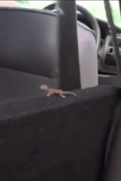 Always wear your seatbelt, kids