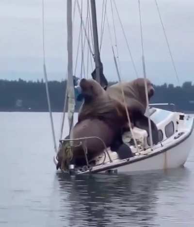 Just out for a relaxing sail.